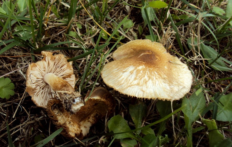 bulimia fungina al parco